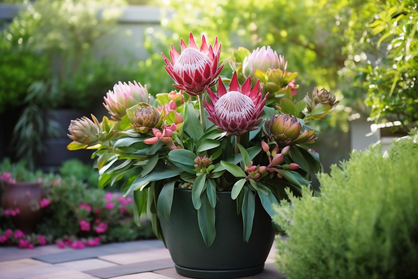 Próteas guia completo para cultivar e cuidar destas belíssimas flores