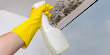 Paredes com bolor? Saiba como resolver e prevenir o problema de forma simples