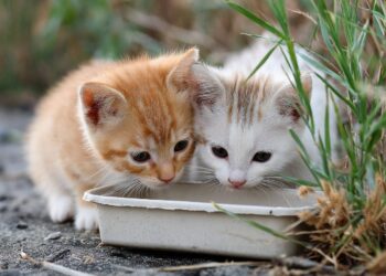 Alimentar animais na rua pode dar multa até 1.500 euros: o que está em causa