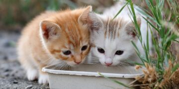 Alimentar animais na rua pode dar multa até 1.500 euros: o que está em causa